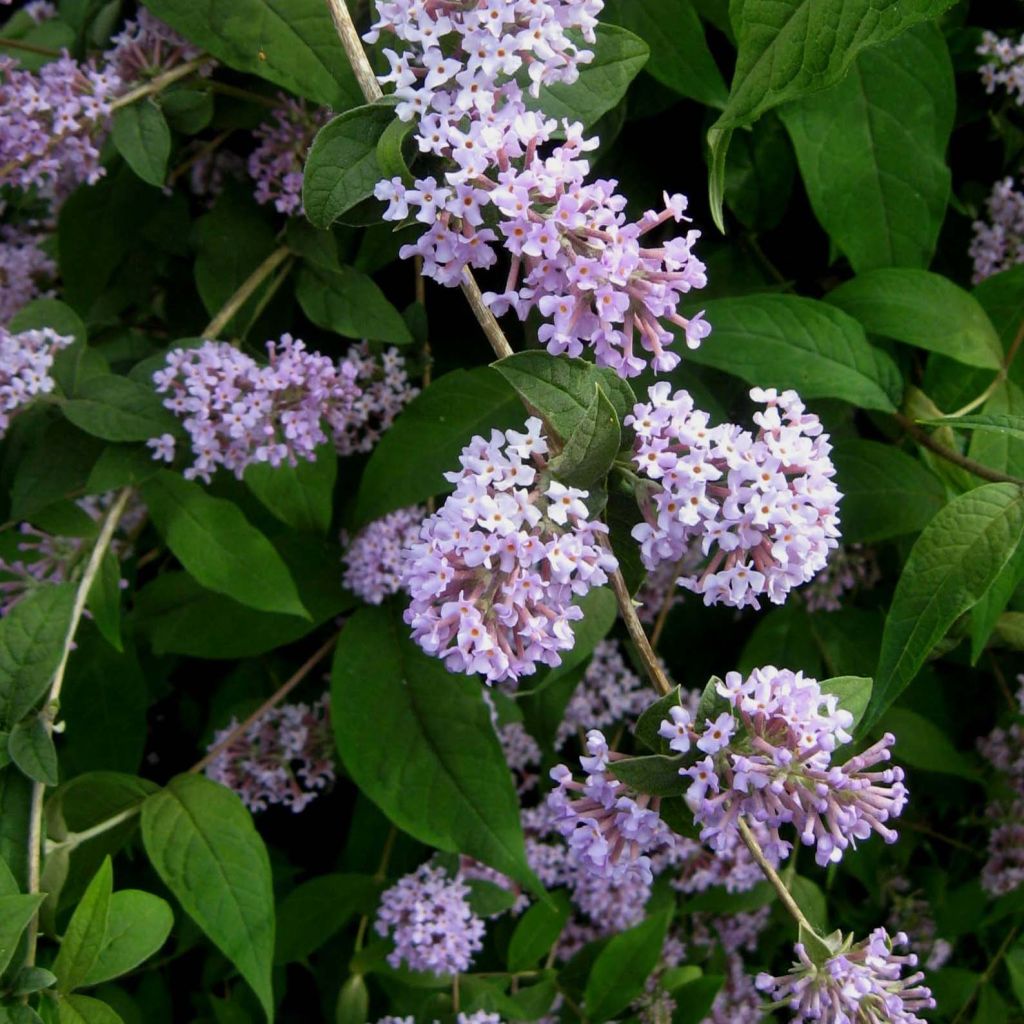 Buddleja delavayi - Vlinderstruik