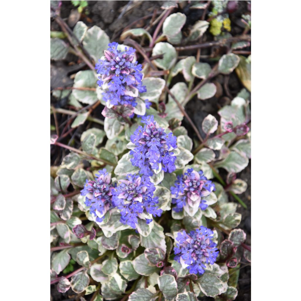 Ajuga reptans Burgundy Glow - Kruipend zenegroen