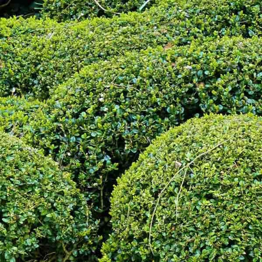 Buxus sempervirens - Palmboompje