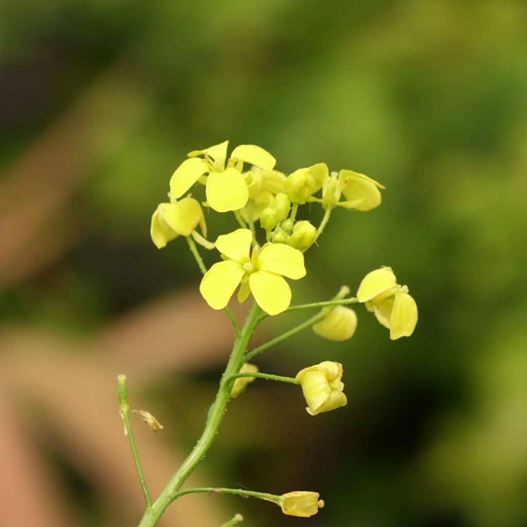 Grote hardvrucht - Bunias orientalis