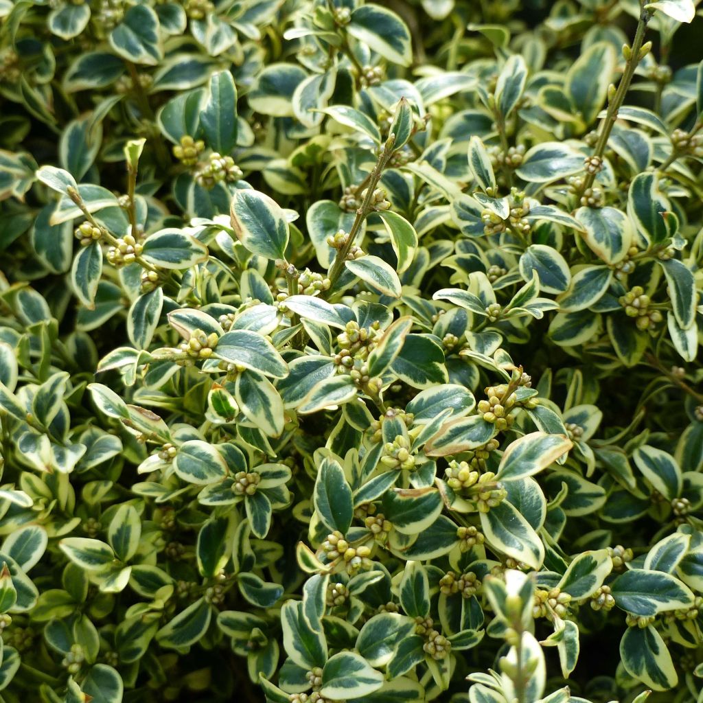 Buxus sempervirens Elegans - Palmboompje