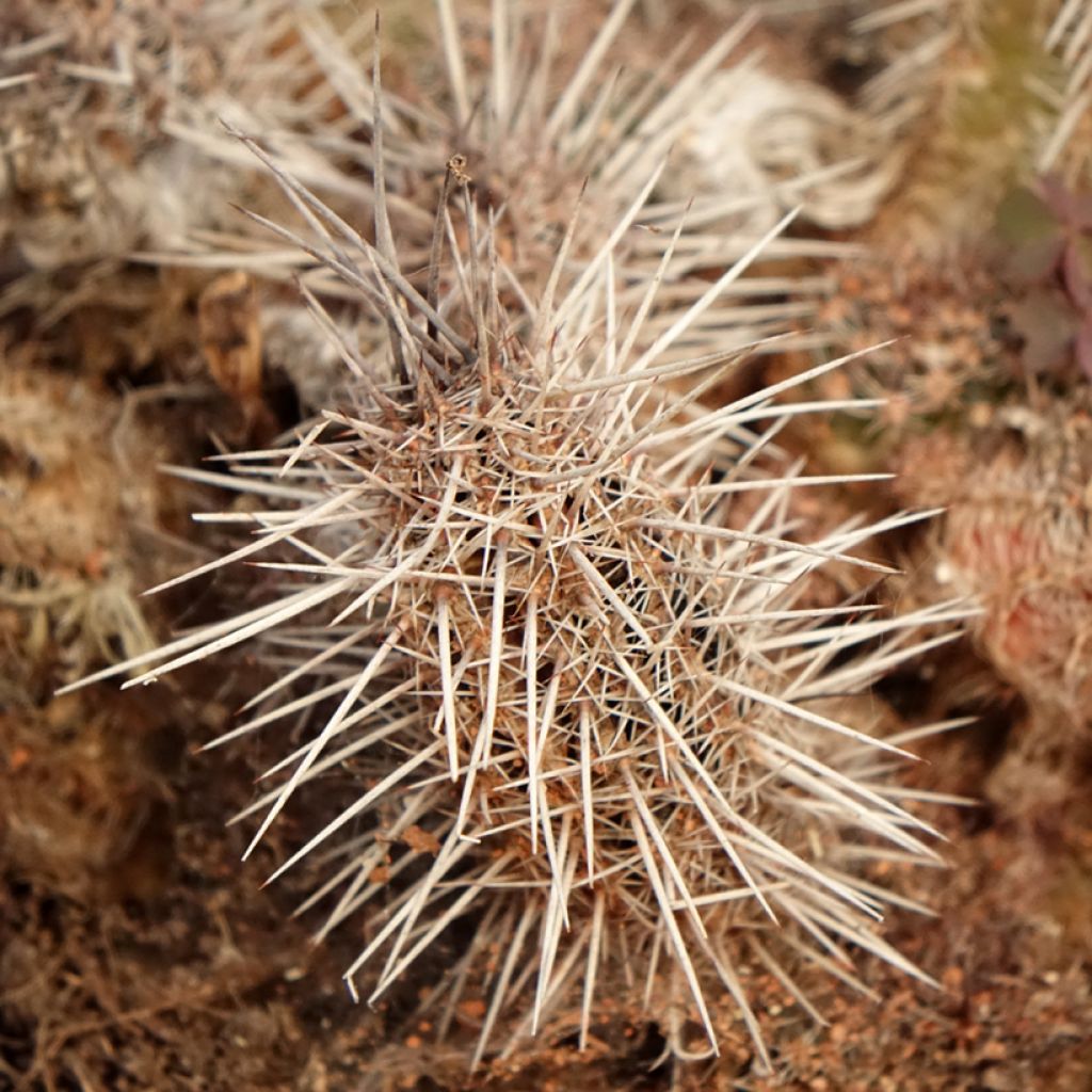 Lobivia cardenasiana - Cactus