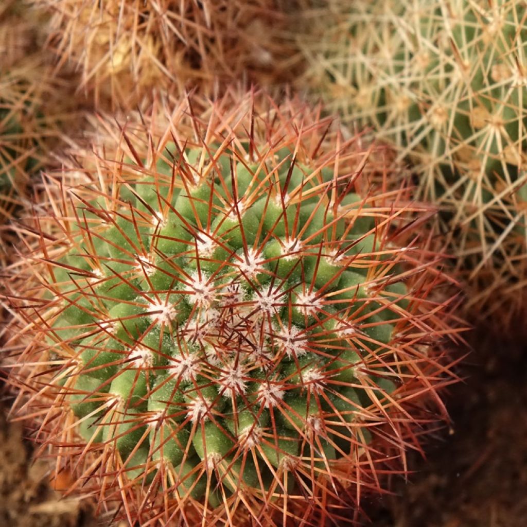 Mammillaria ernestii rubrispina - Tepelcactus