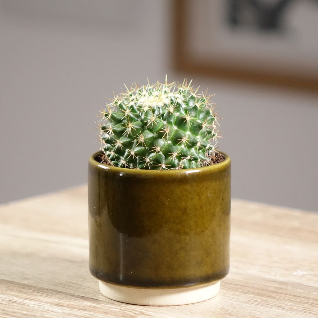 Mammillaria marksiana - Tepelcactus