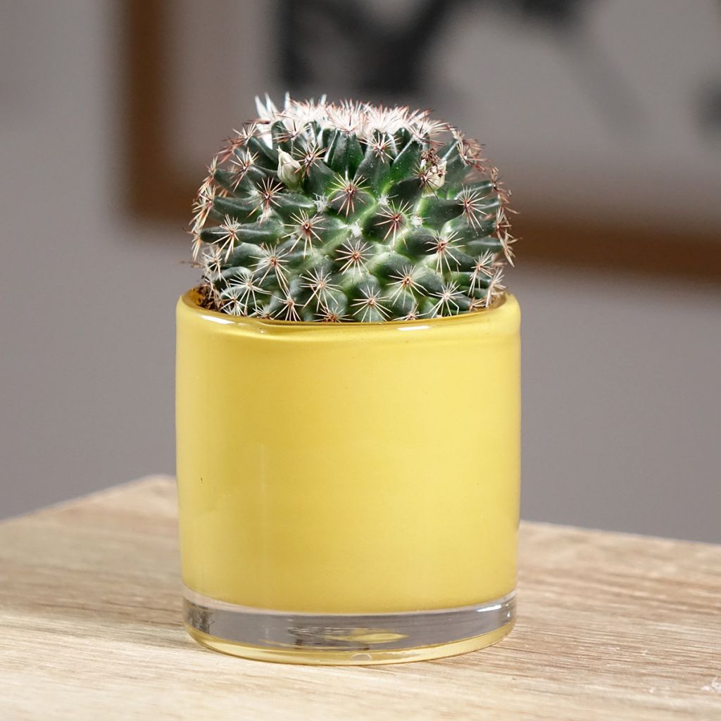 Mammillaria pringlei - Tepelcactus