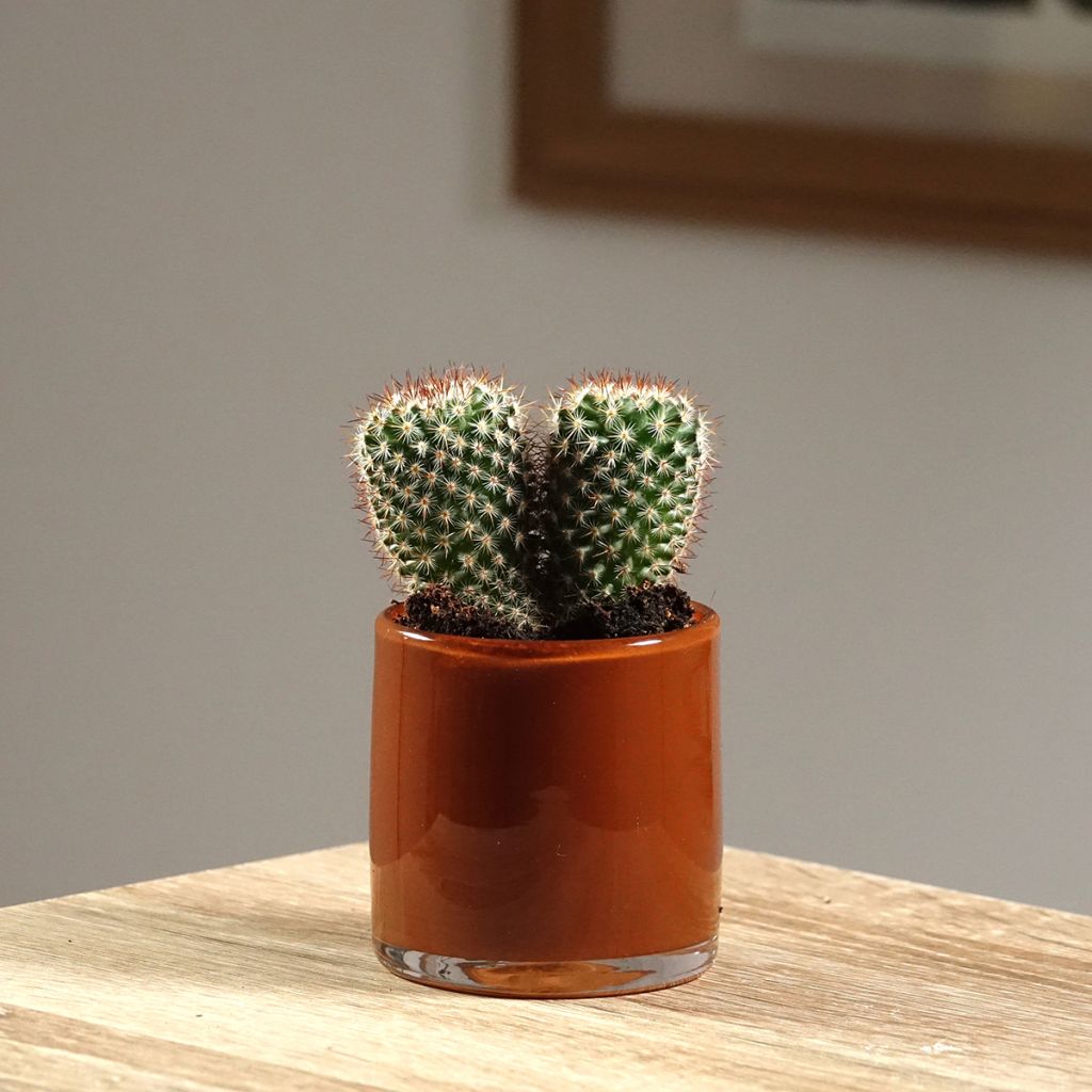 Mammillaria spinosissima f. rubrispina - Tepelcactus
