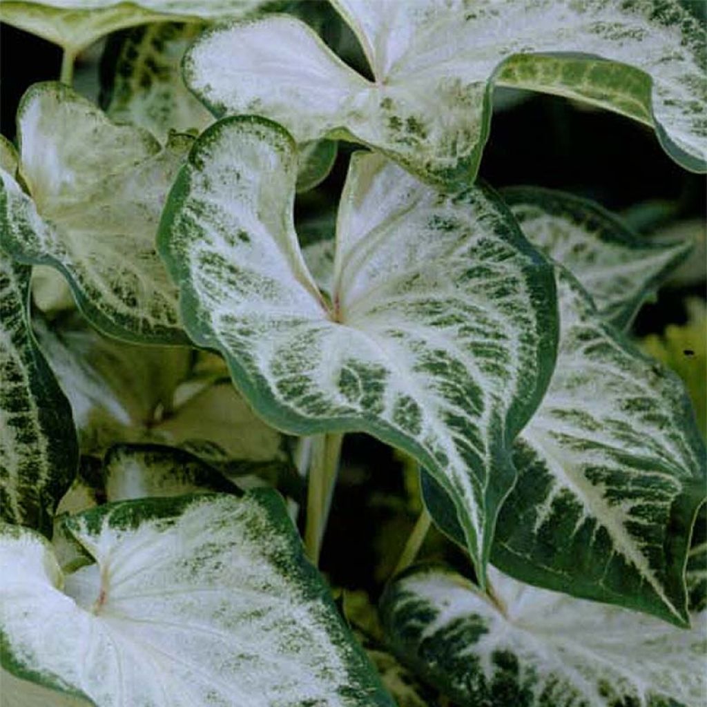 Caladium Aaron - Hart van Jezus