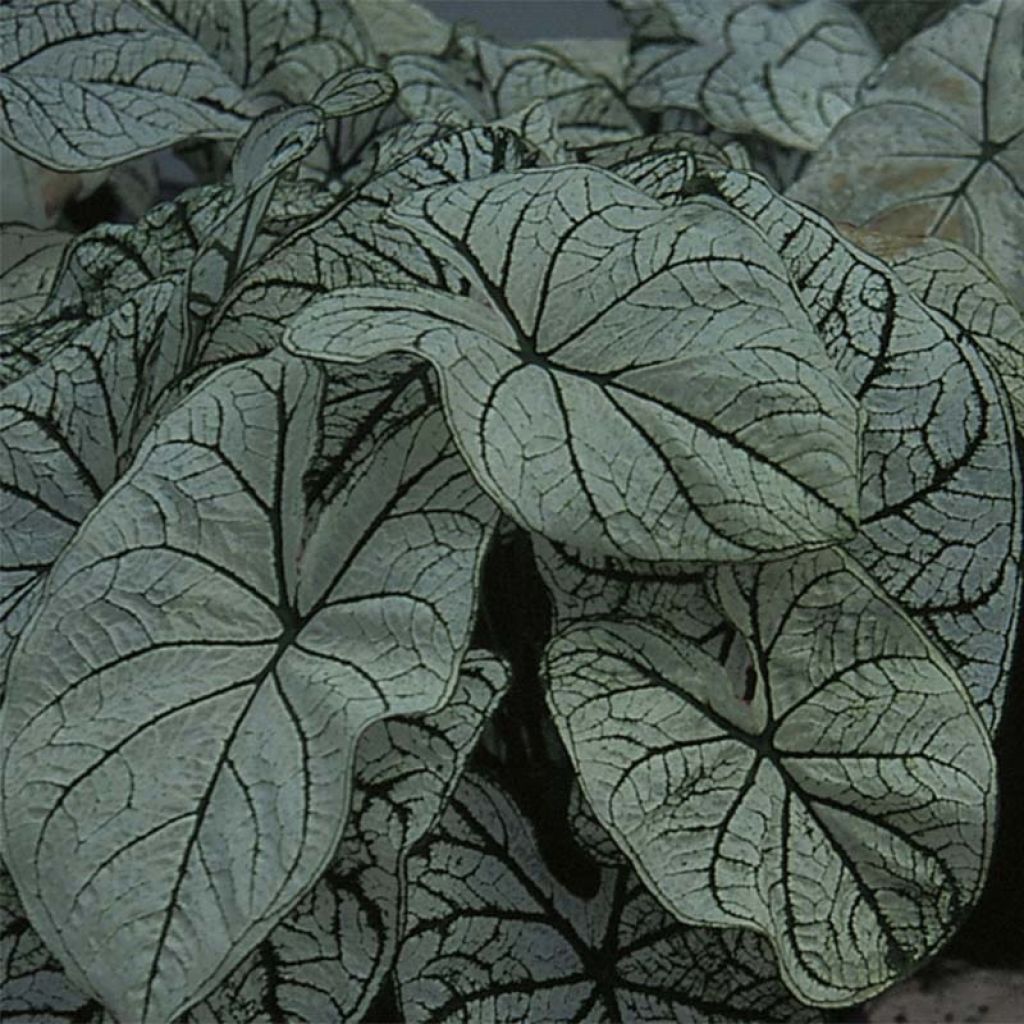 Caladium Candidum - Hart van Jezus