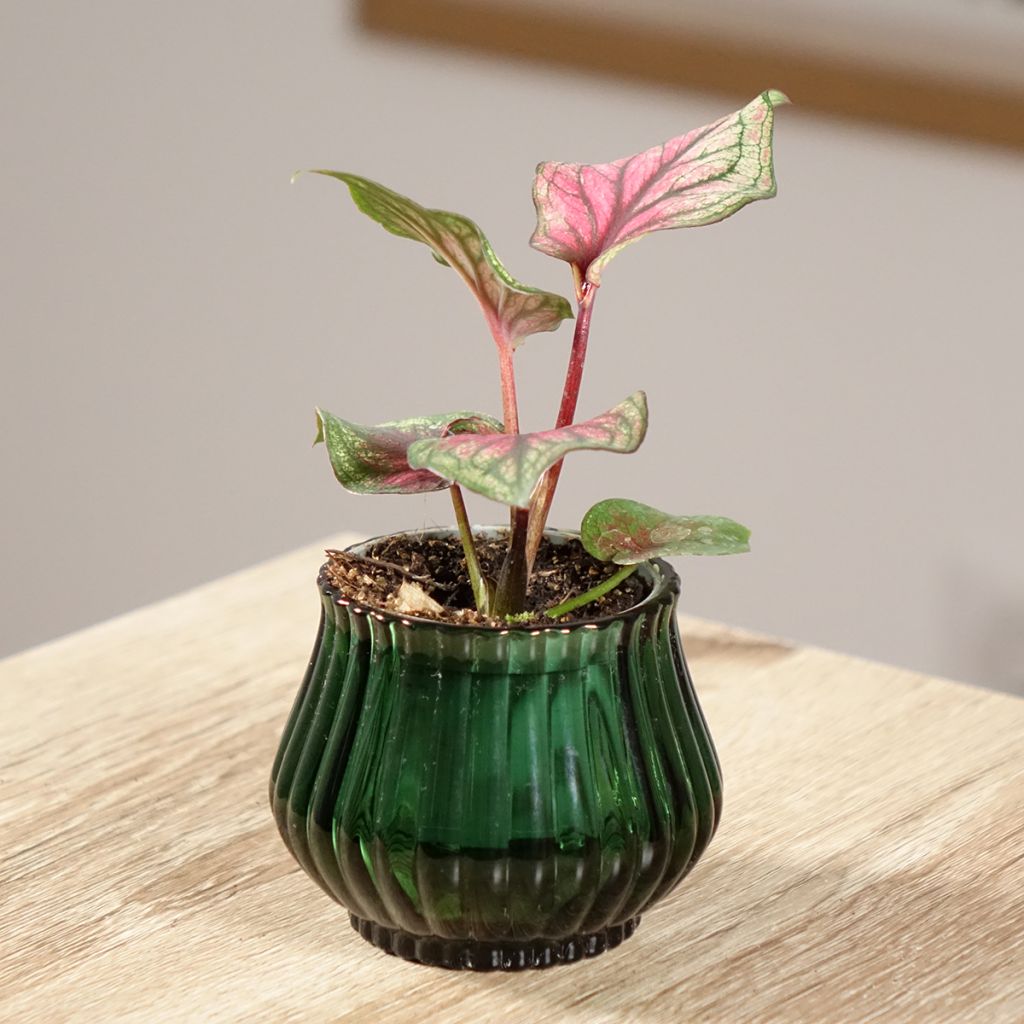 Caladium Lucia - Hart van Jezus