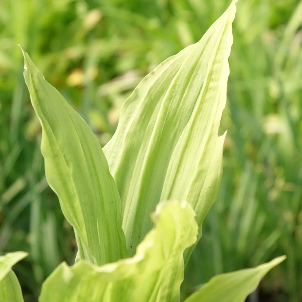 Calanthe Pink & Cream - Tuinorchidee