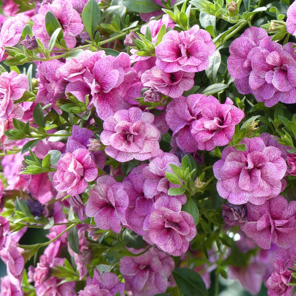 Calibrachoa Can-Can Rosies Pink Vein - Mini petunia