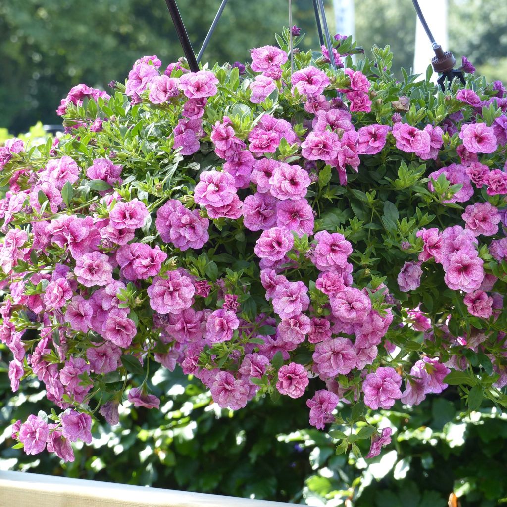 Calibrachoa Can-Can Rosies Pink Vein - Mini petunia