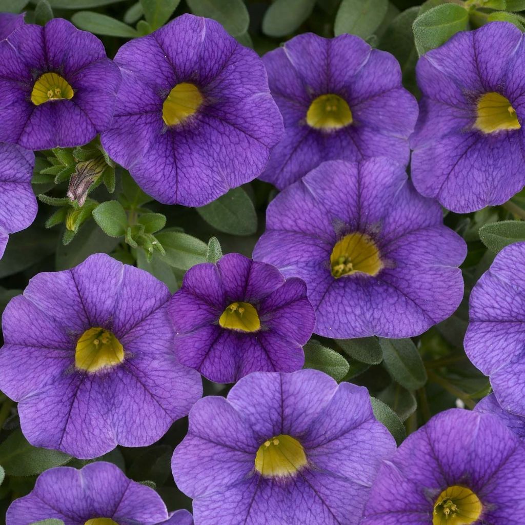 Calibrachoa Superbells Unique Blue Violet - Mini petunia