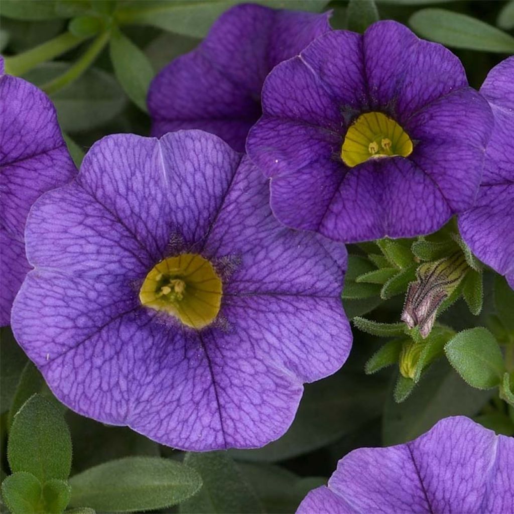 Calibrachoa Superbells Unique Blue Violet - Mini petunia