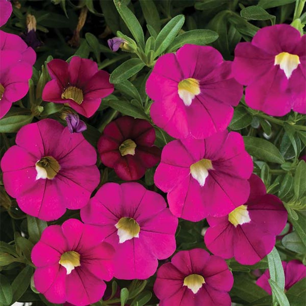 Calibrachoa Noa Dark Pink Carnival - Mini petunia