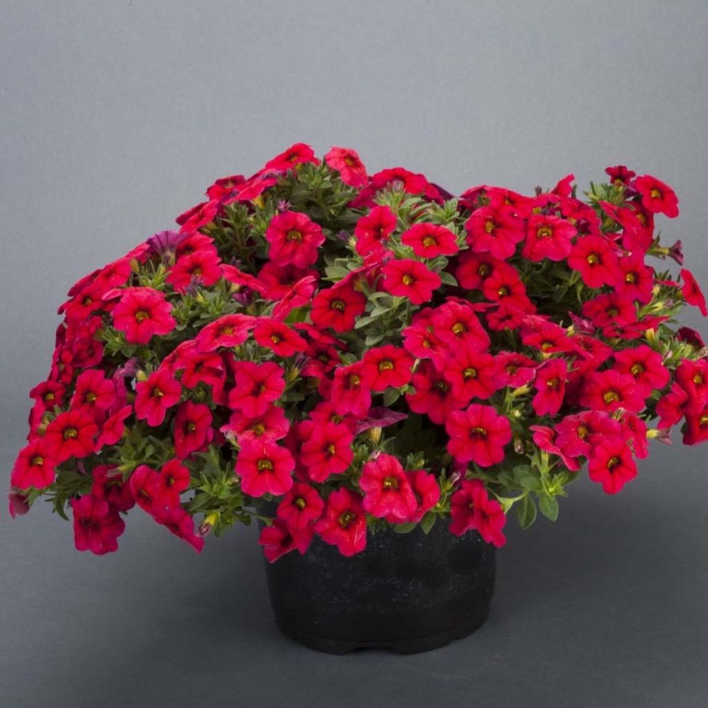Calibrachoa Lia Dark Red - Mini petunia