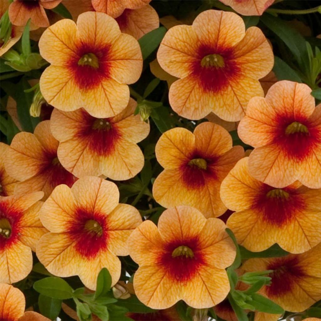 Calibrachoa Superbells Unique Mango Punch
