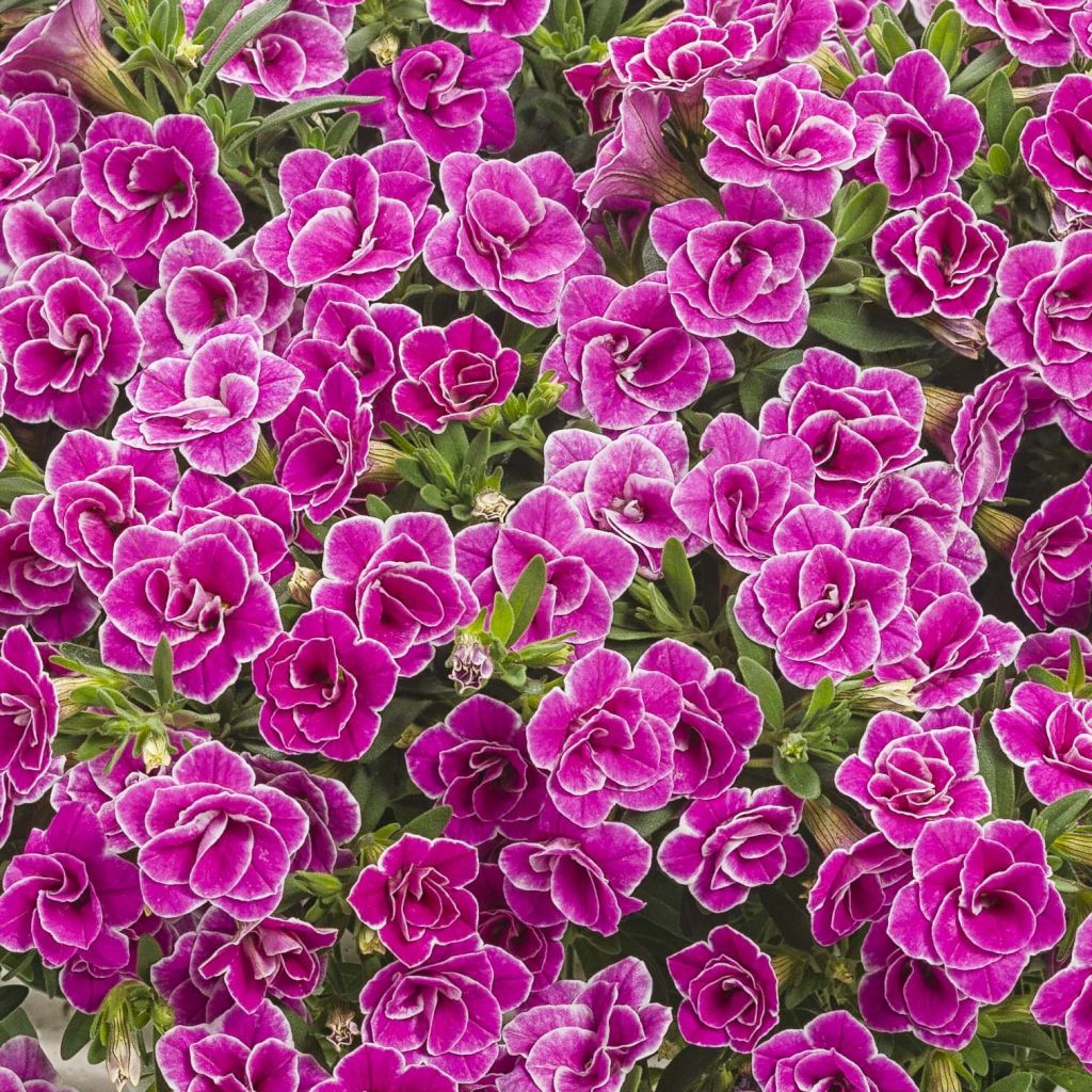 Calibrachoa Superbells Sweet Love - Mini petunia
