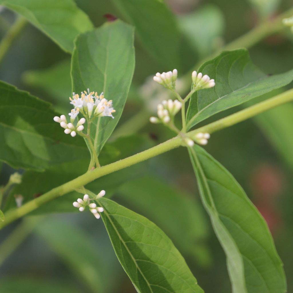 Callicarpa dichotoma Albibacca - Schoonvrucht