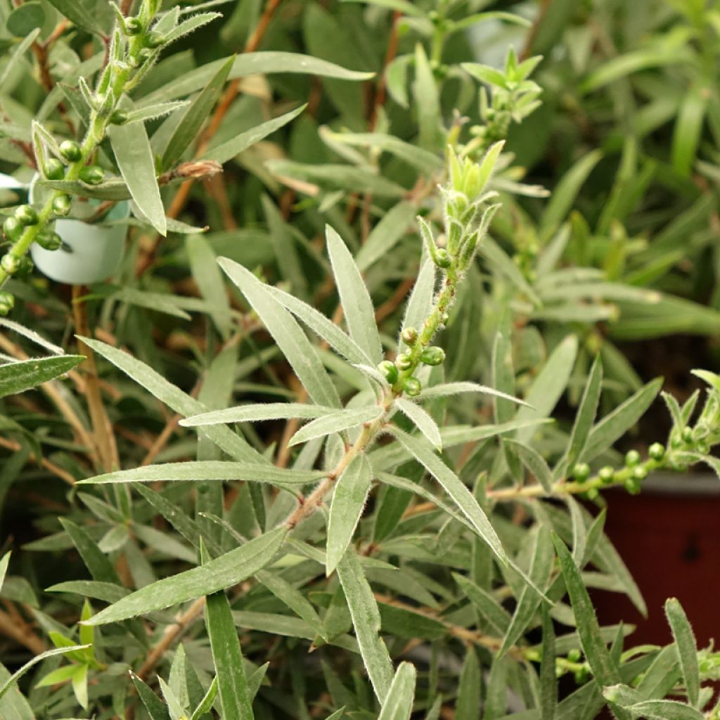 Callistemon viminalis Captain Cook - Lampenpoetser
