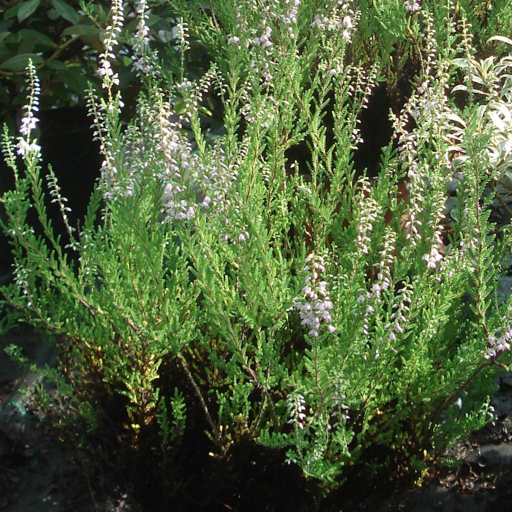 Calluna vulgaris Spring Torch - Zomerheide
