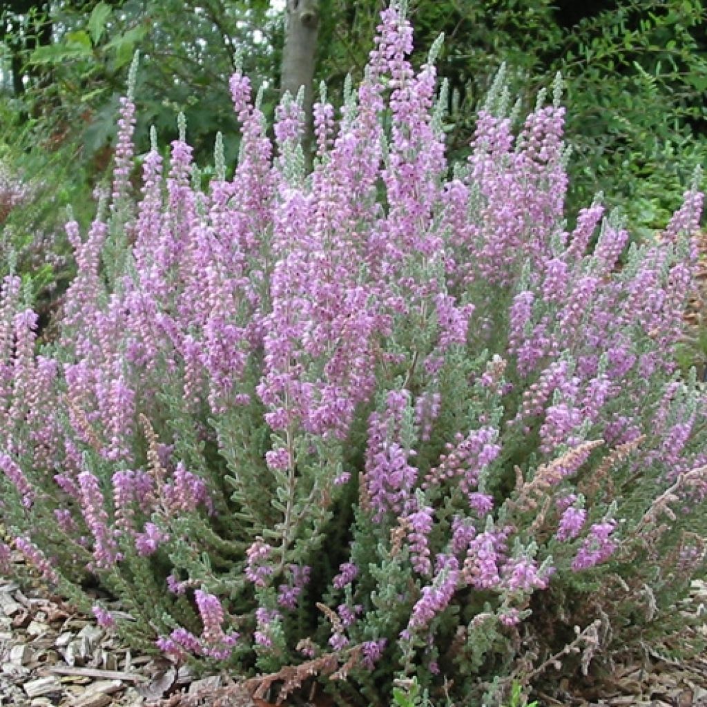 Calluna vulgaris Silver Knight - Zomerheide