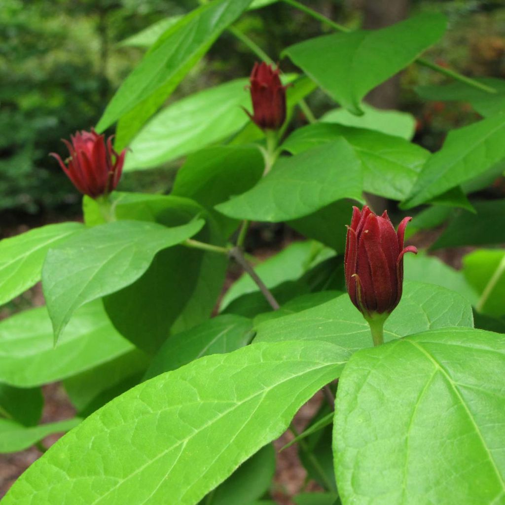 Calycanthus floridus - Specerijstruik