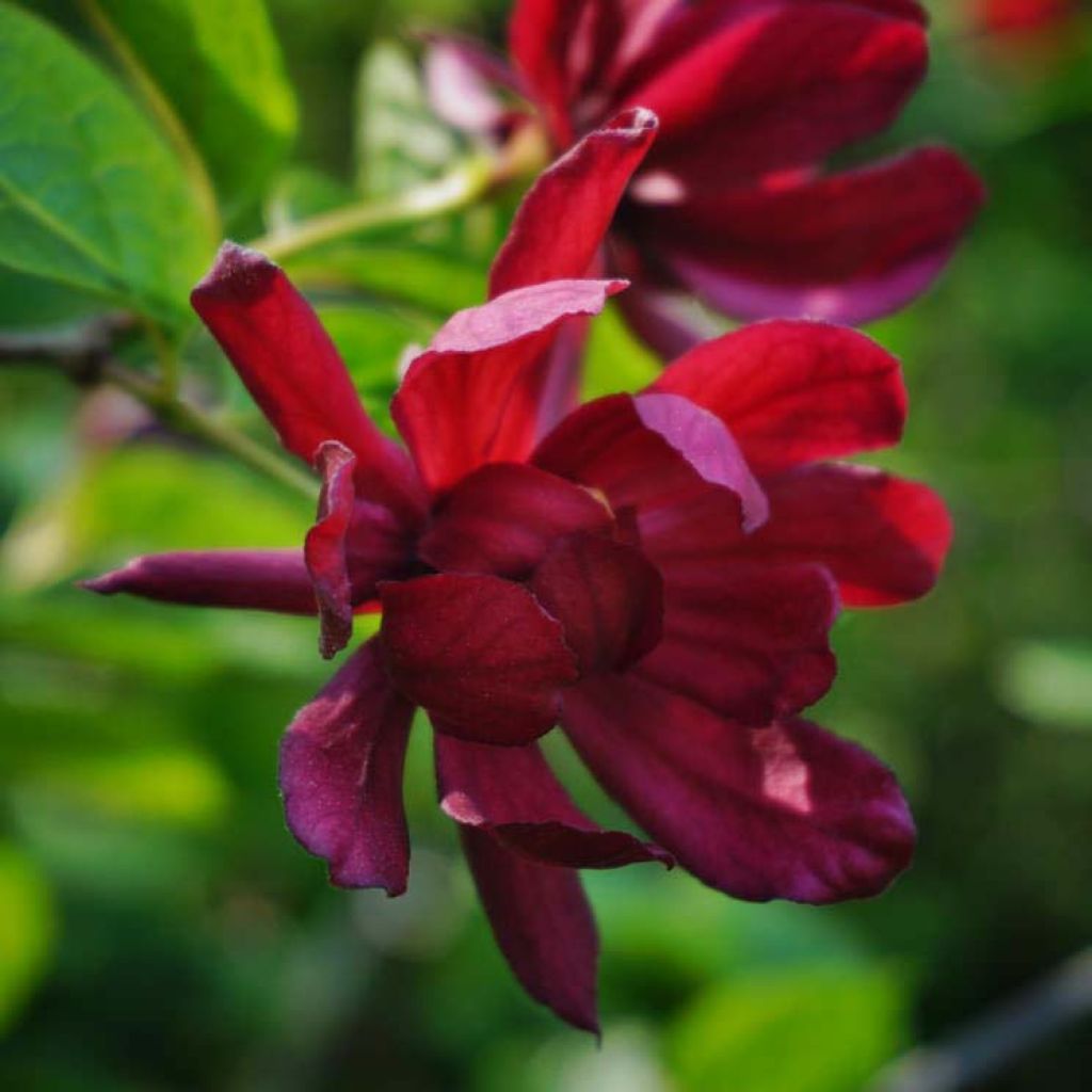 Calycanthus raulstonii Hartlage Wine - Specerijstruik