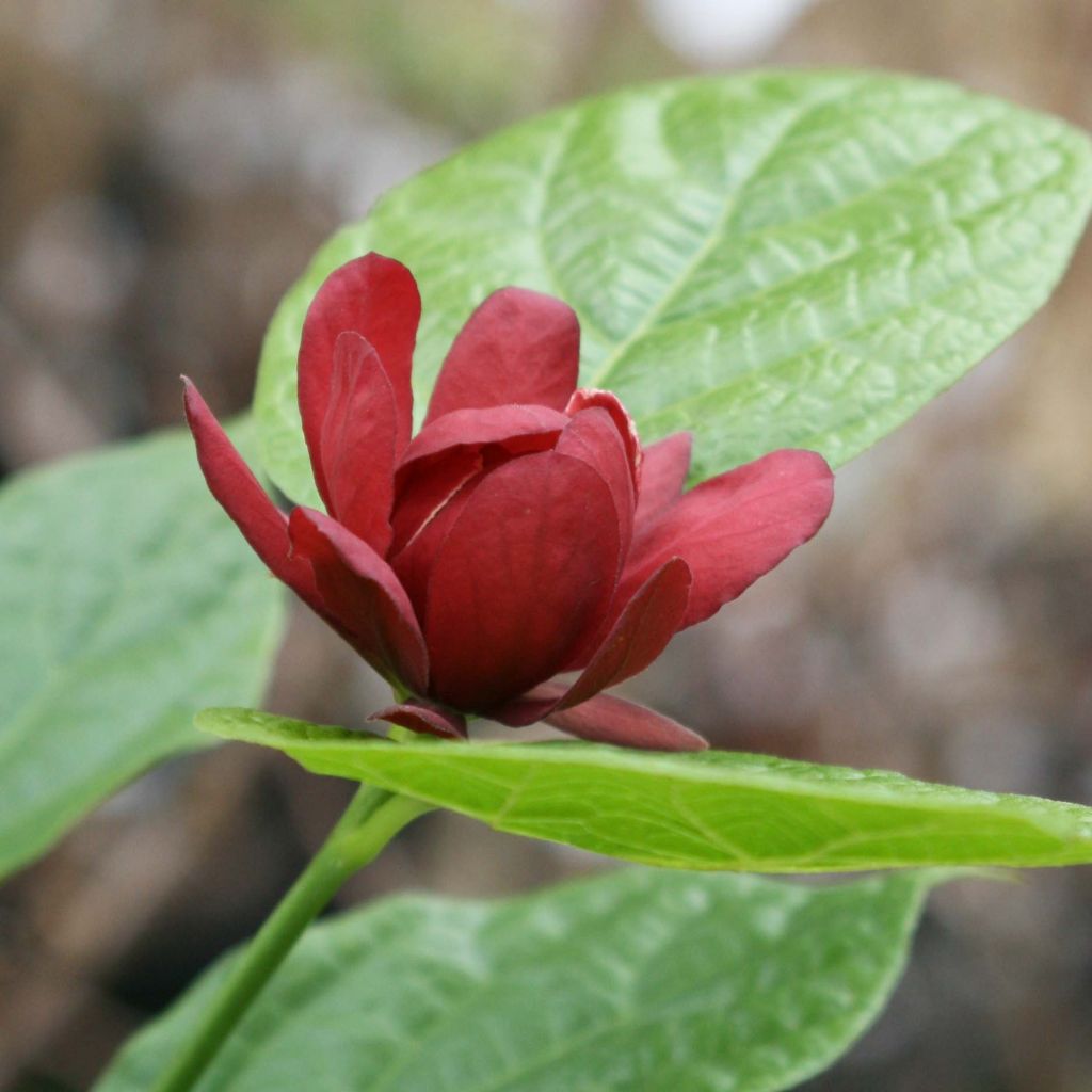 Calycanthus raulstonii Hartlage Wine - Specerijstruik