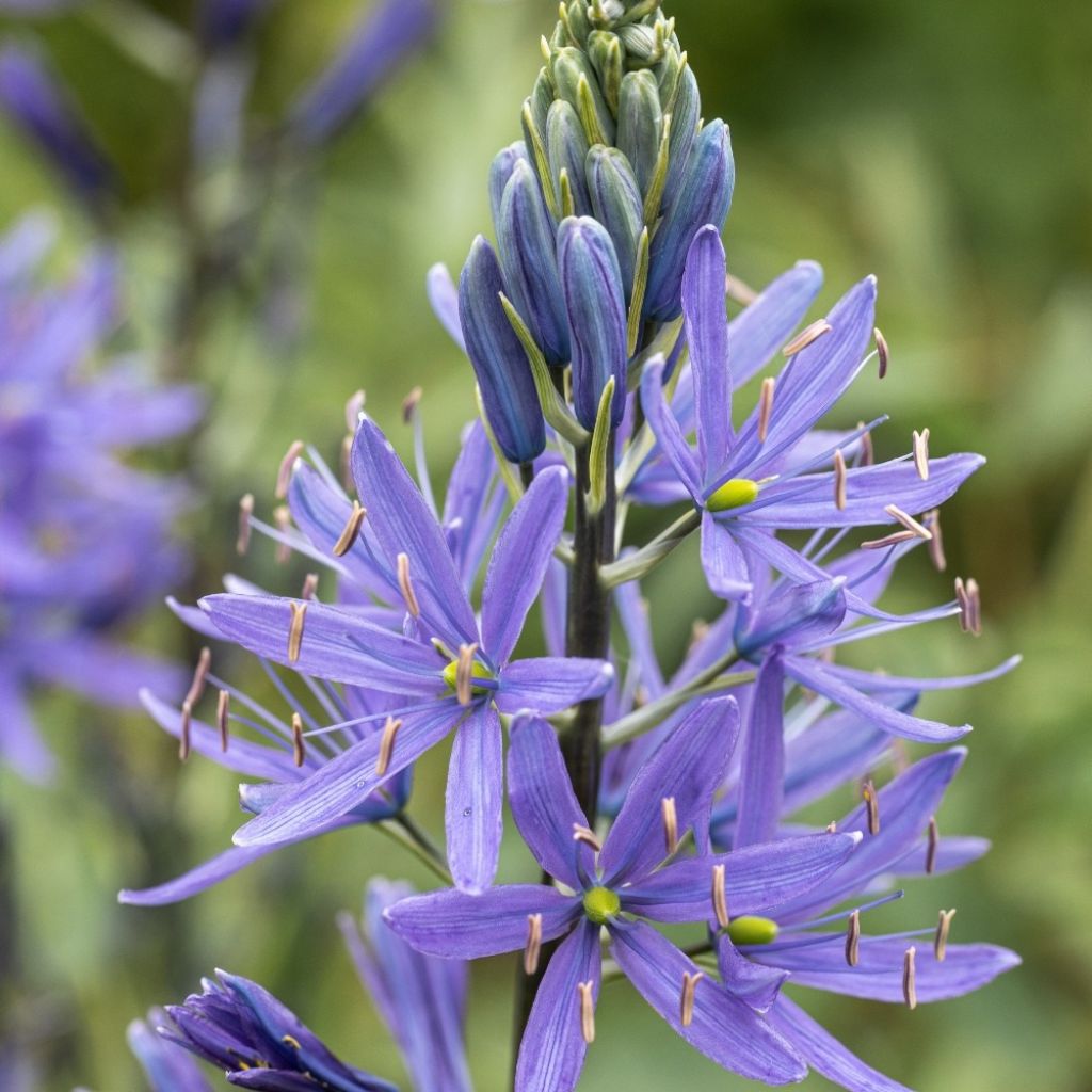 Camassia quamash Blue Melody - Prairielelie