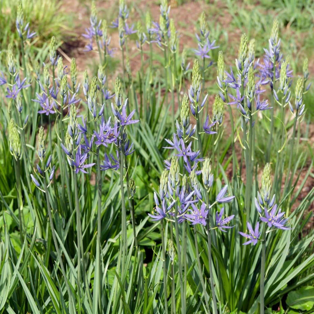 Camassia quamash - Prairielelie