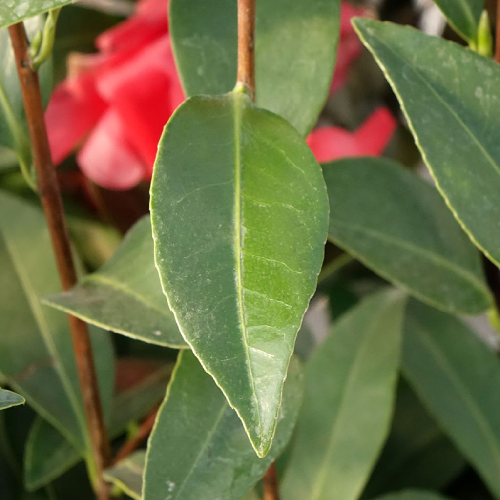 Camellia 1001 Summer Nights Jasmine