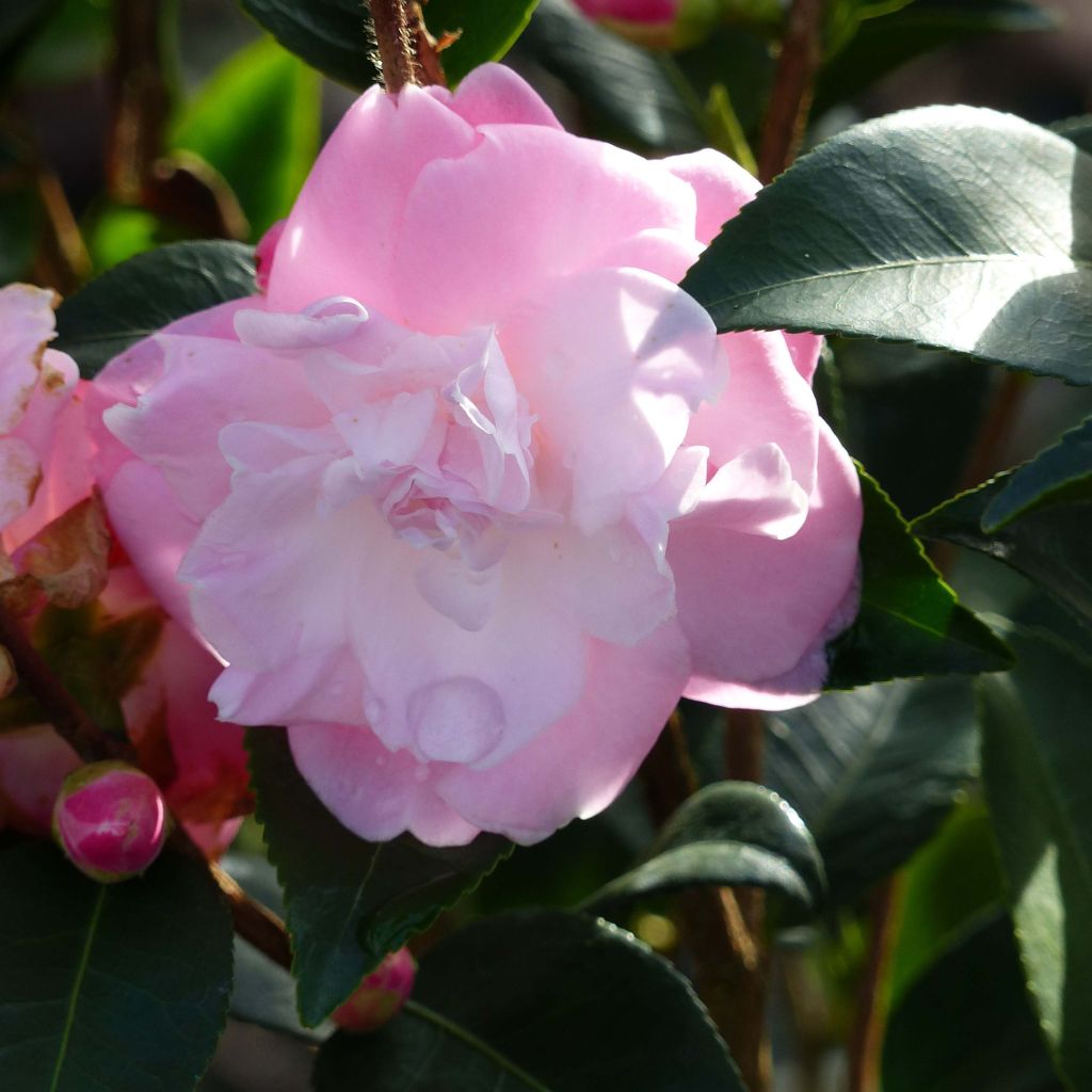 Camellia oleifera Sweet Jane - Specerijstruik