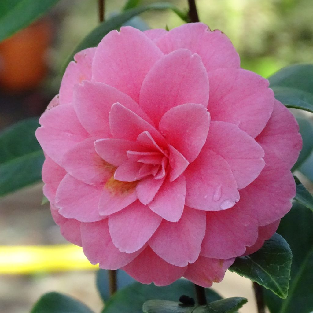 Camellia japonica Mrs Tingley - Japanse camelia