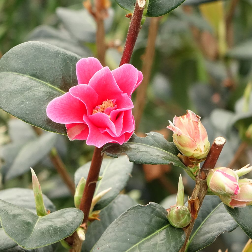 Camellia Parillumination