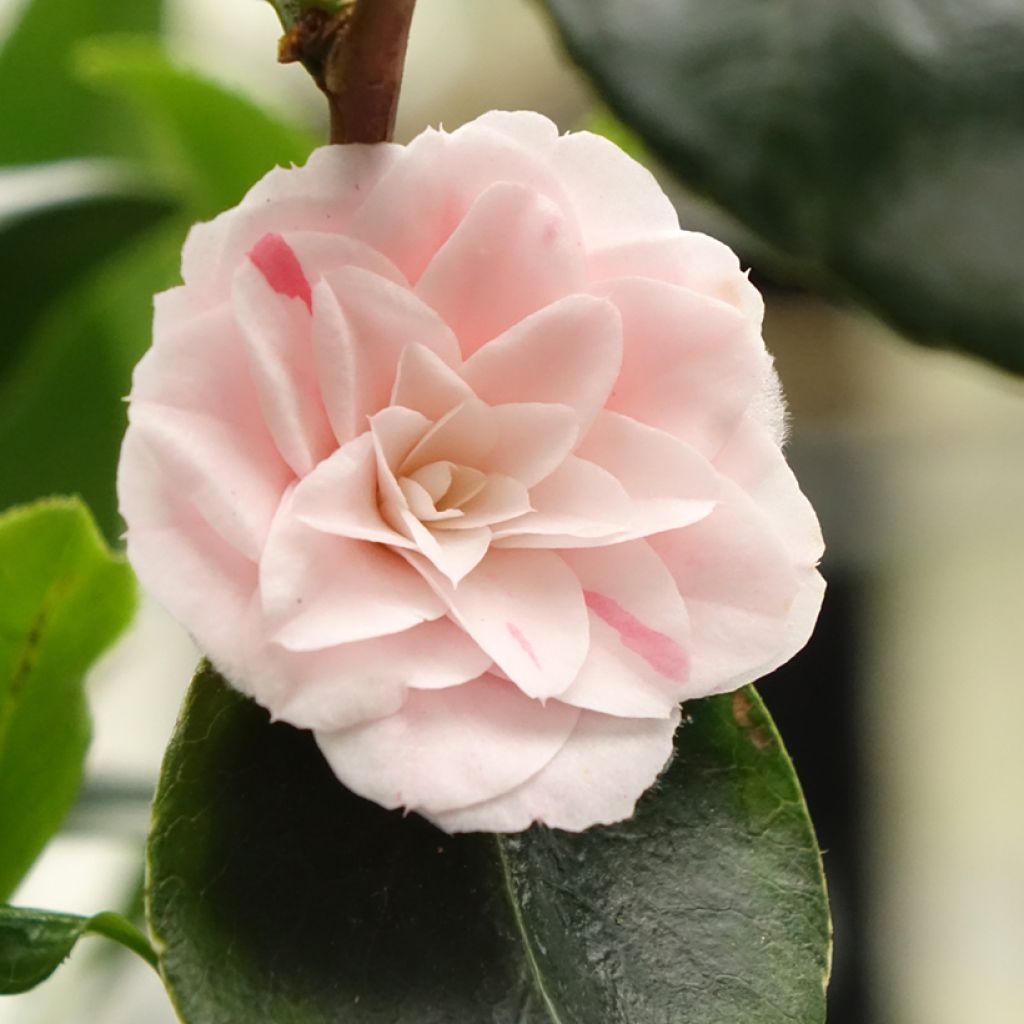 Camellia japonica Stacy Susan - Japanse camelia
