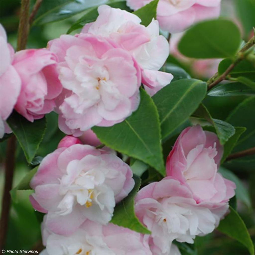 Camellia oleifera Sweet Jane - Specerijstruik