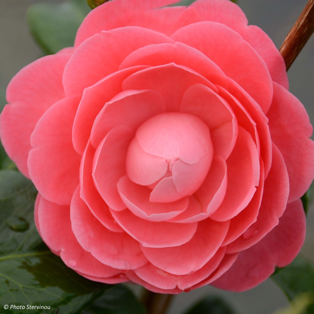 Camellia japonica Valtevareda - Japanse camelia