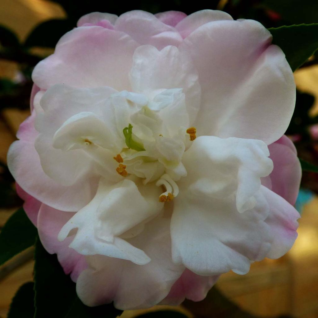 Camellia Cinnamon Cindy - Japanse roos