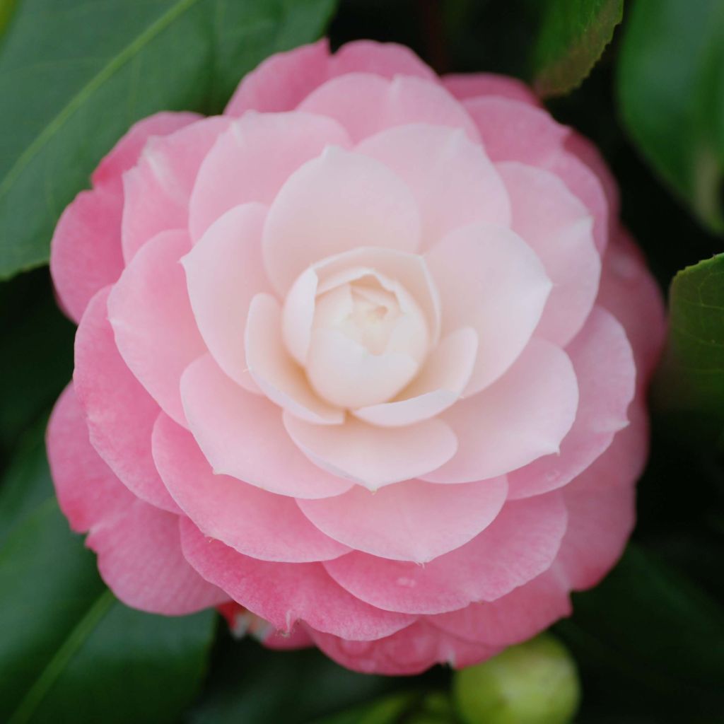 Camellia japonica Sweet Olive - Japanse camelia