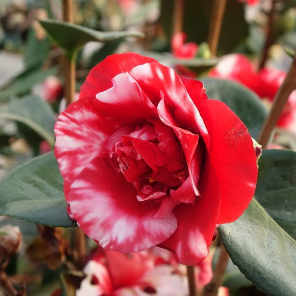 Camellia japonica Midnight Variegated - Japanse camelia