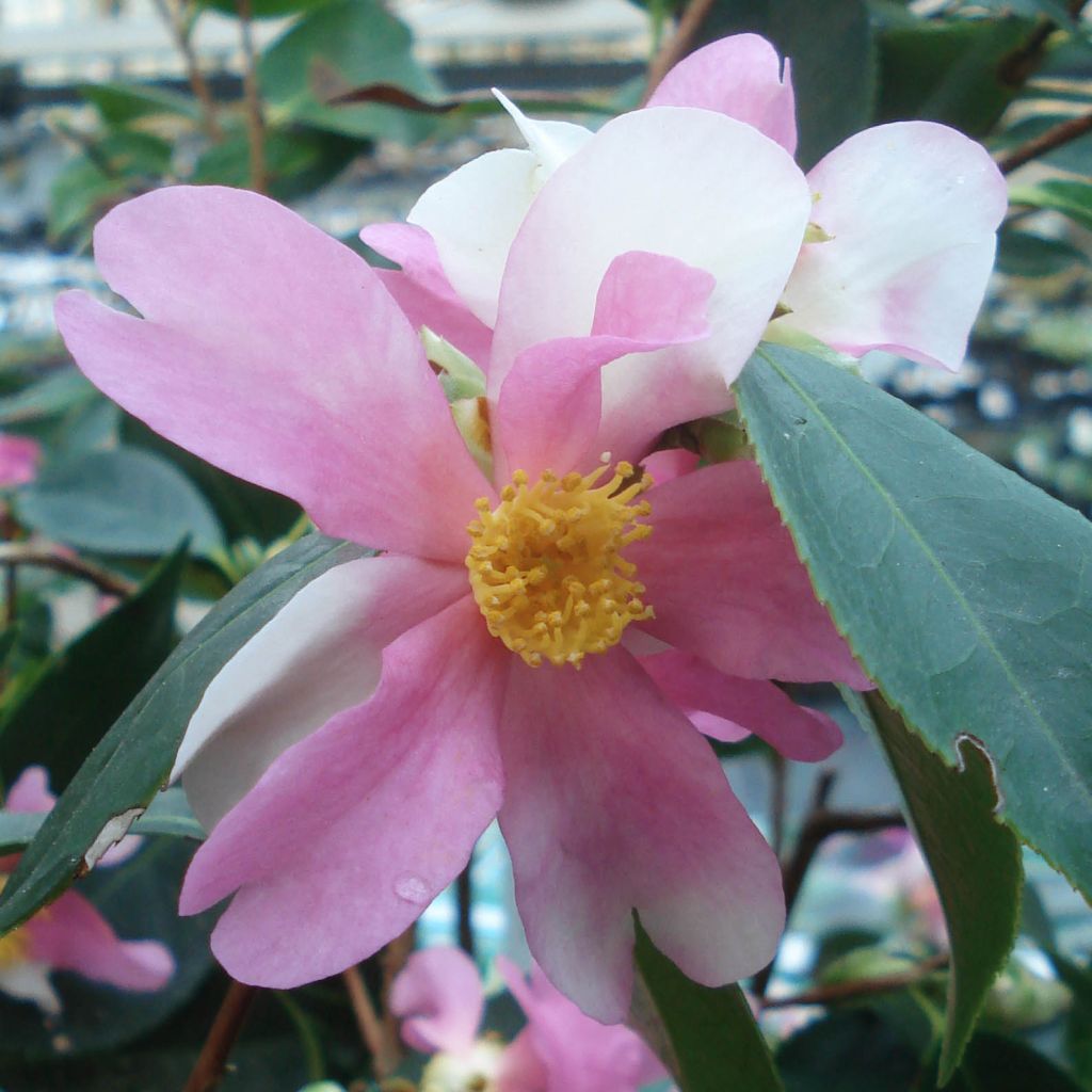 Camellia sasanqua Yume - Herfstcamelia