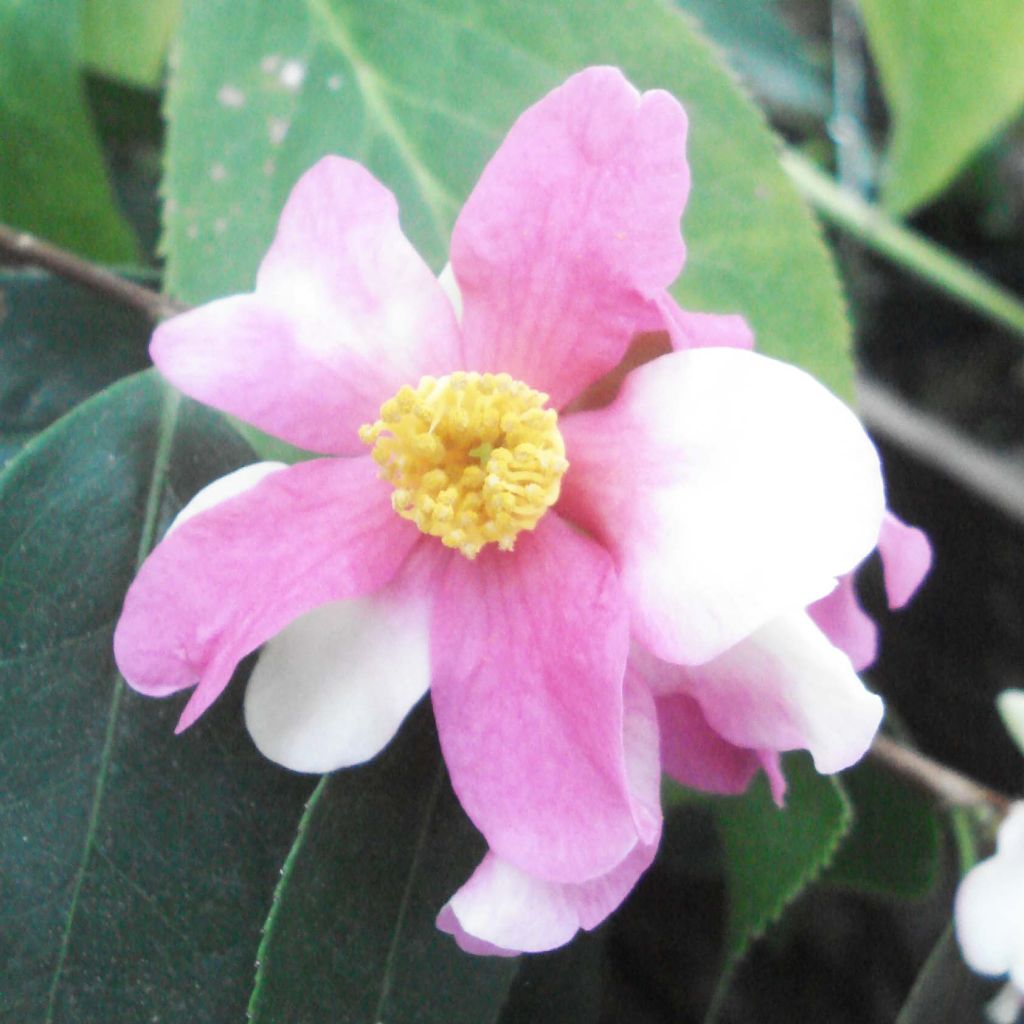 Camellia sasanqua Yume - Herfstcamelia