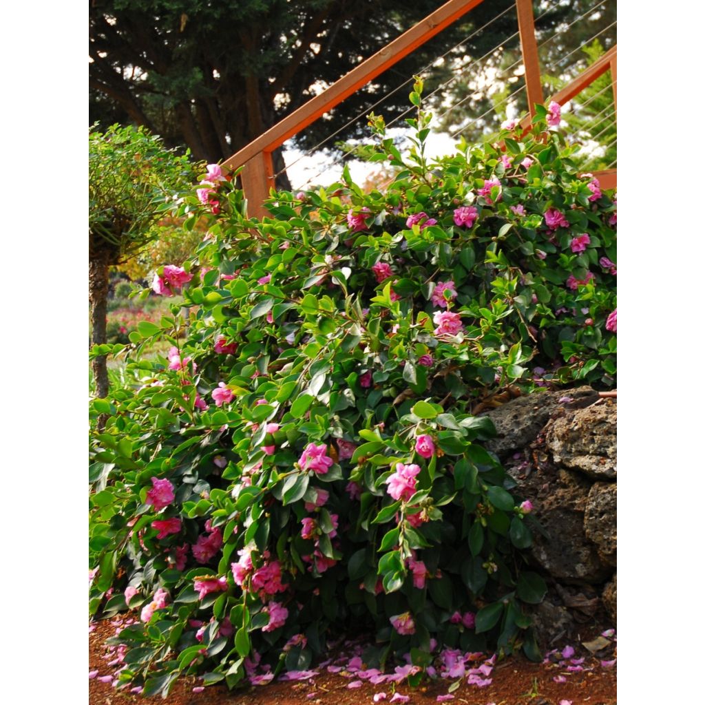Camellia sasanqua Waterfall Pink - Herfstcamelia
