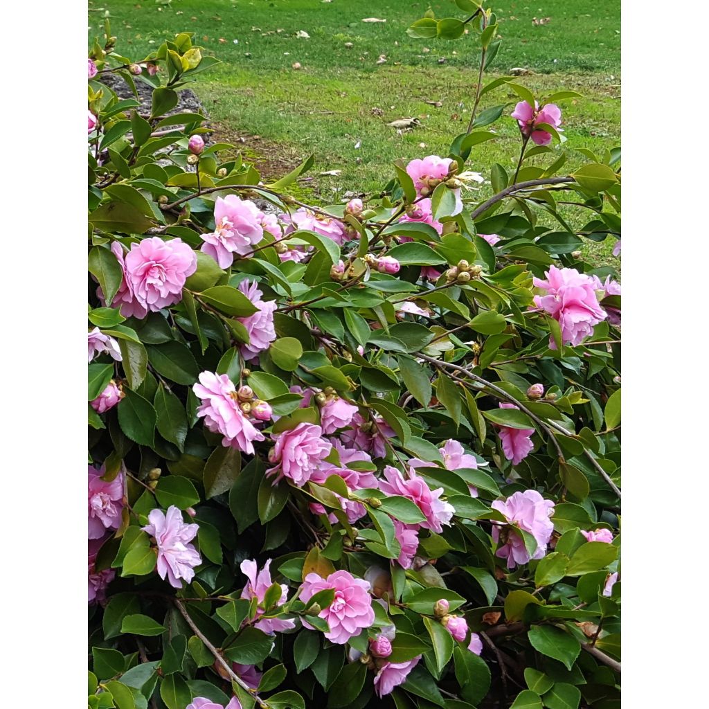 Camellia sasanqua Waterfall Pink - Herfstcamelia