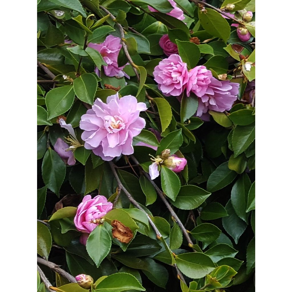 Camellia sasanqua Waterfall Pink - Herfstcamelia