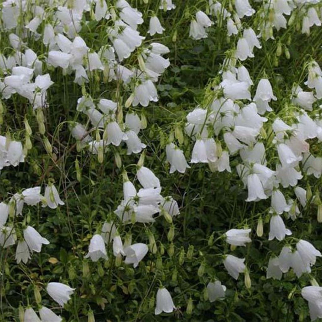 Campanula cochleariifolia Alba - Klokje