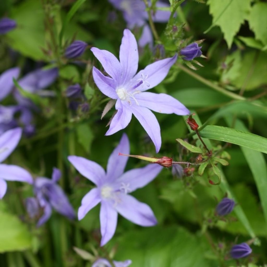 Campanula poscharskyana Stella - Kruipklokje