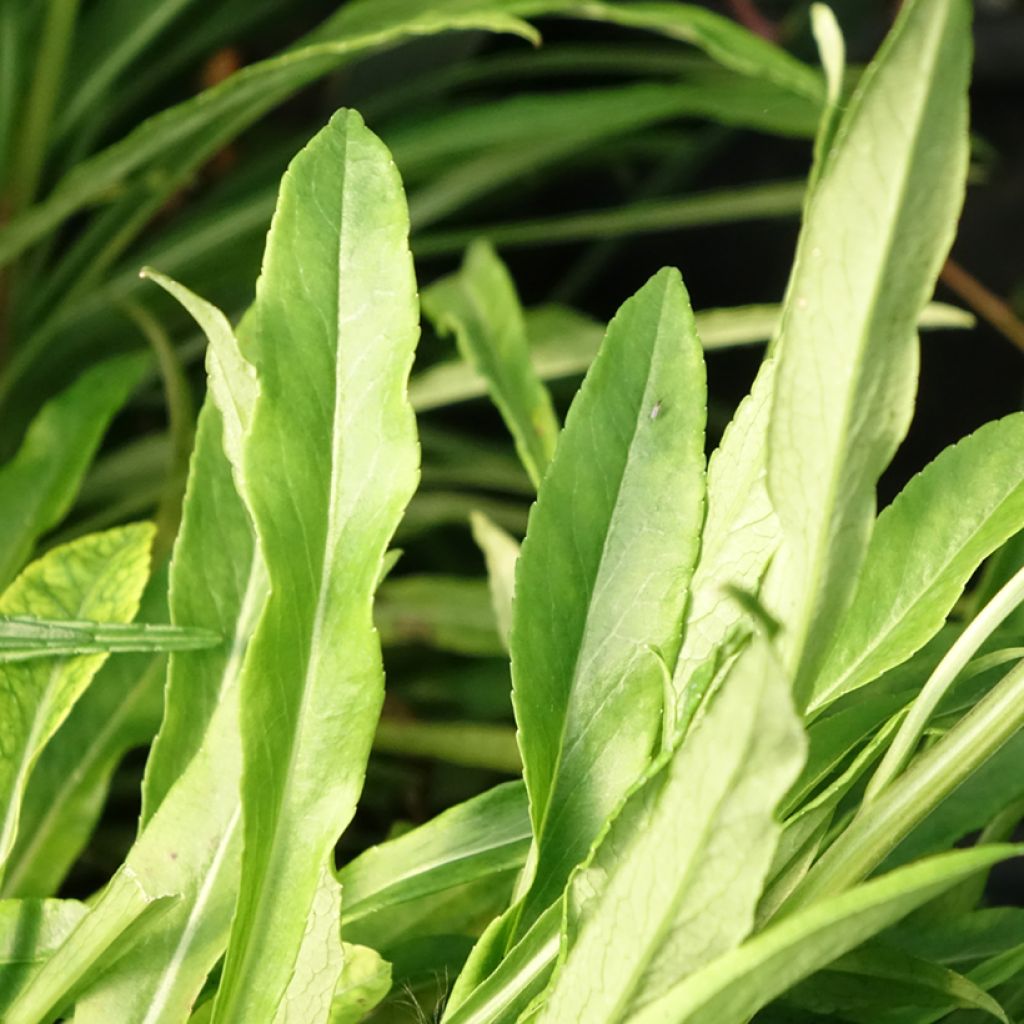 Campanula persicifolia - Prachtklokje