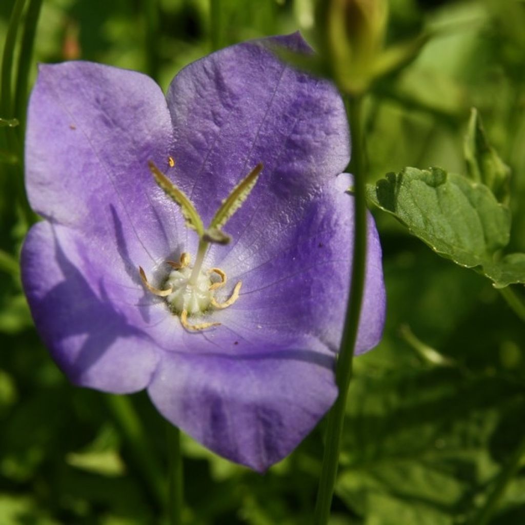 Campanula carpatica - Karpatenklokje